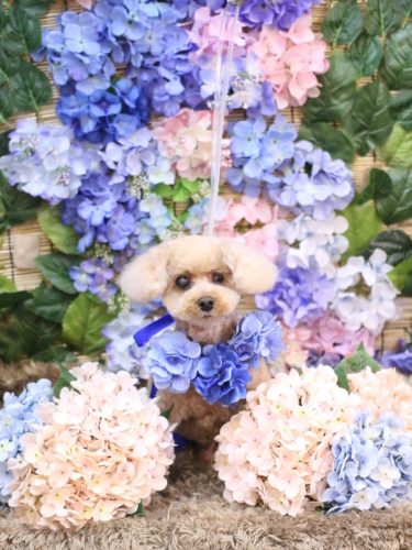 20250624クッキーくん